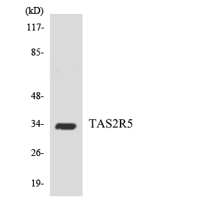 a11429 tas2r5 primary antibodies wb testing 1