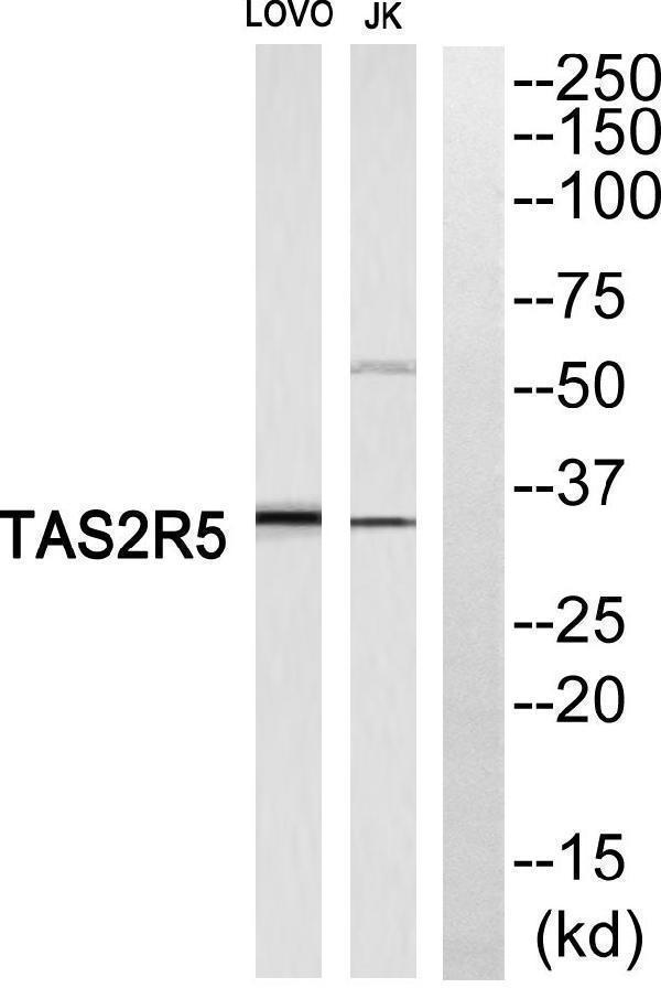 a11429 tas2r5 primary antibodies wb testing 2