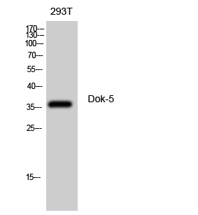 Western Blot analysis of 293T cells using Dok-5 Polyclonal Antibody diluted at 1:500