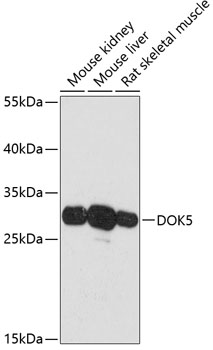 a11431 dok5 primary antiboties wb testing 1