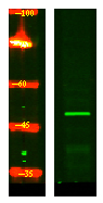 a11434 crlf3 primary antibodies wb testing 1