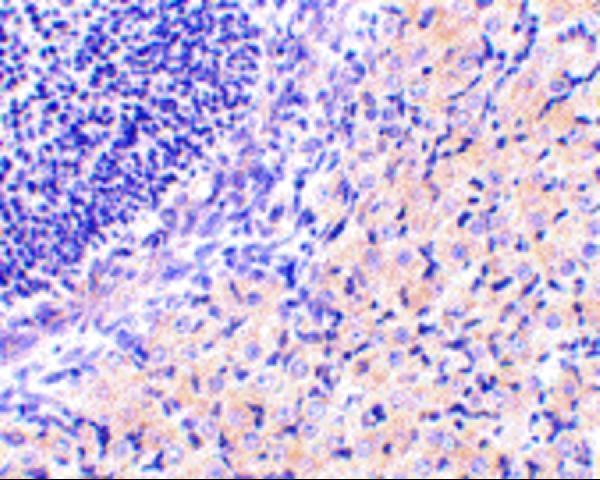 a11439 rpain primary antibodies ihc testing 2