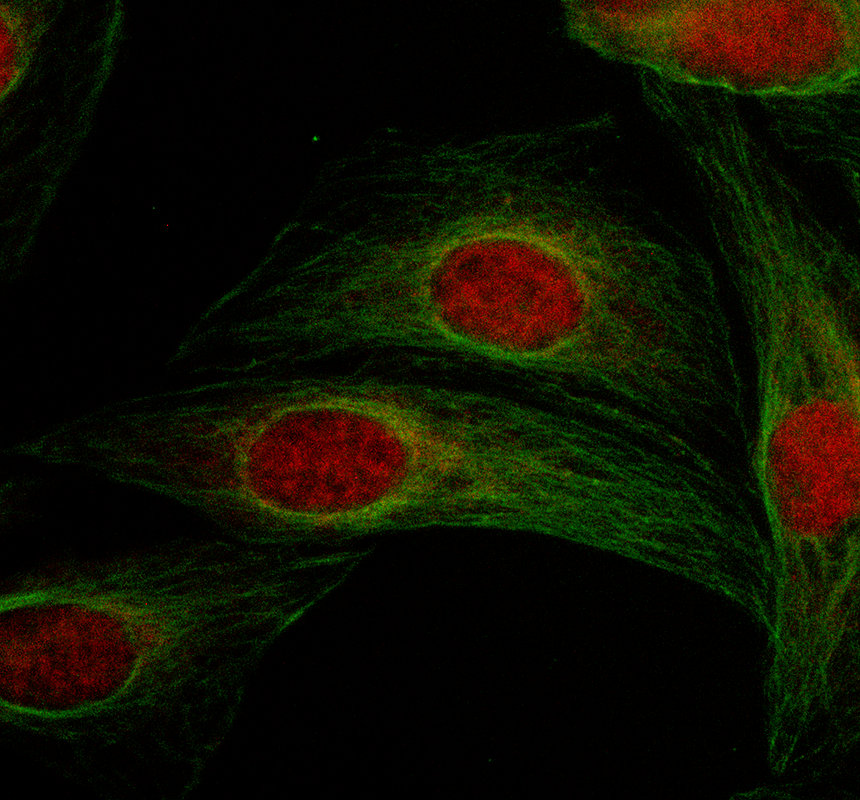 a11442 1 polr2j primary antibodies if testing 1