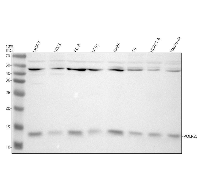 a11442 1 polr2j primary antibodies wb testing 1