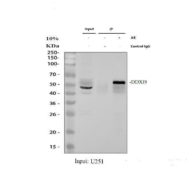 Immunoprecipitating DDX19A,B in U251 whole cell lysate