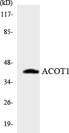 Western blot analysis of the lysates from HT-29 cells using ACOT1 antibody