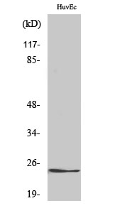 Western Blot analysis of various cells using KDEL Receptor 2 Polyclonal Antibody diluted at 1:1000