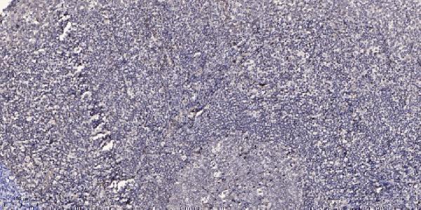 Immunohistochemical analysis of paraffin-embedded human tonsil