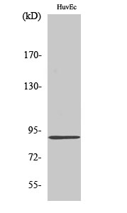 Western Blot analysis of various cells using Kanadaptin Polyclonal Antibody diluted at 1:2000