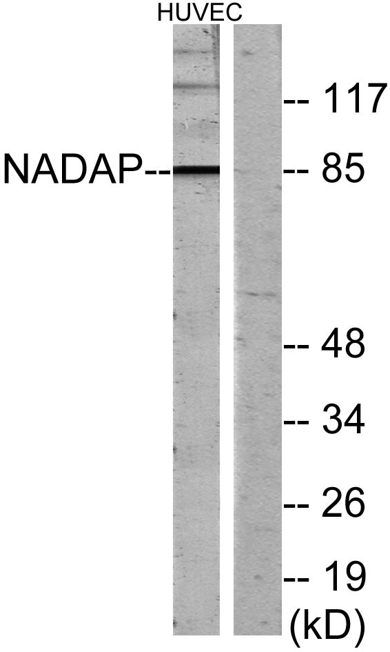 Western blot analysis of lysates from HUVEC cells, using NADAP Antibody