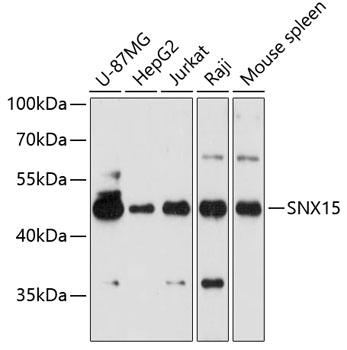 Western blot analysis of extracts of various cell lines, using SNX15 antibody  at 1:3000 dilution