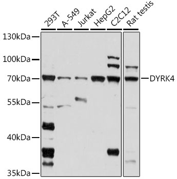 Western blot analysis of extracts of various cell lines, using DYRK4 antibody  at 1:1000 dilution