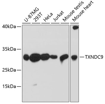 Western blot analysis of extracts of various cell lines, using TXNDC9 antibody  at 1:3000 dilution