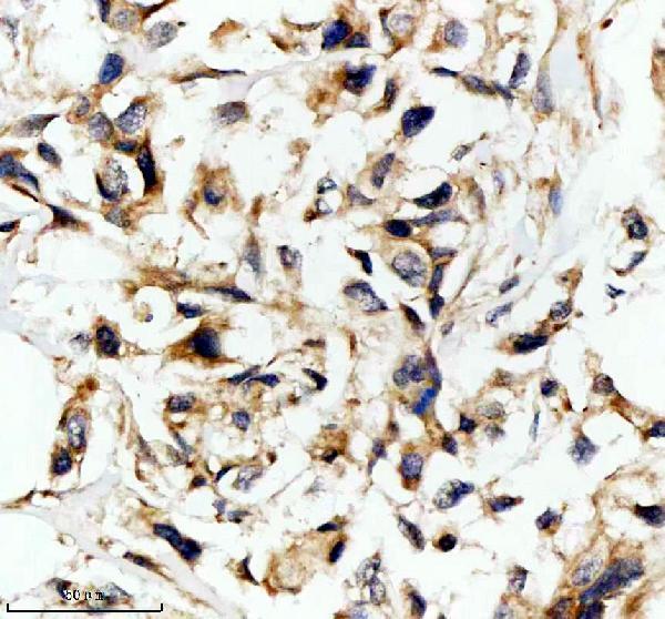 a11471 2 emc1 primary antibodies ihc testing 1