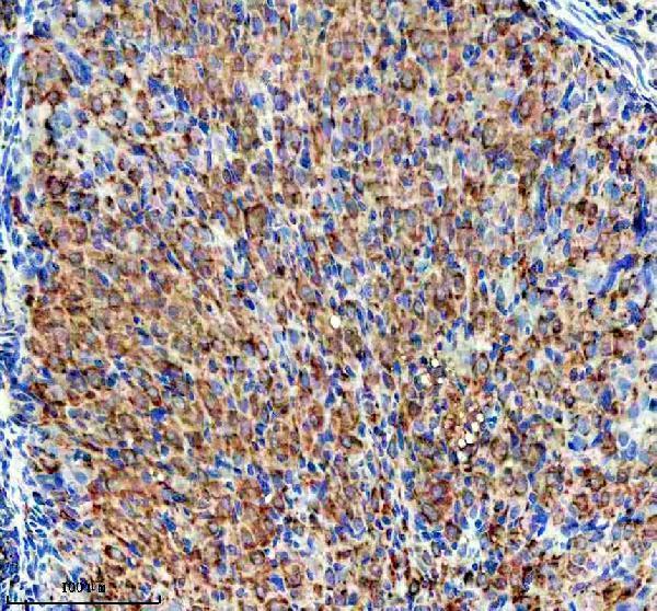 a11471 2 emc1 primary antibodies ihc testing 2