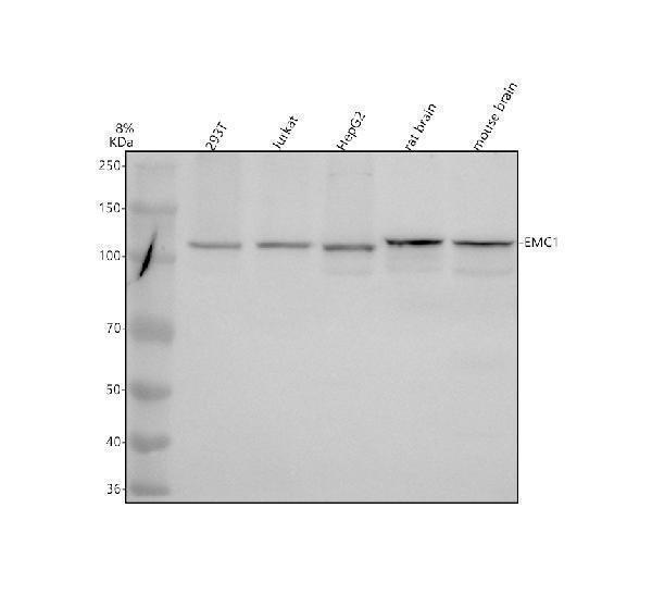 a11471 2 emc1 primary antibodies wb testing 1