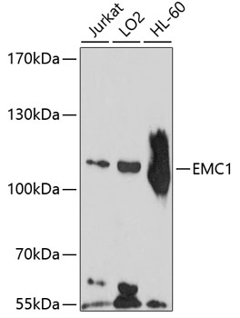 a11471 emc1 primary antiboties wb testing 1