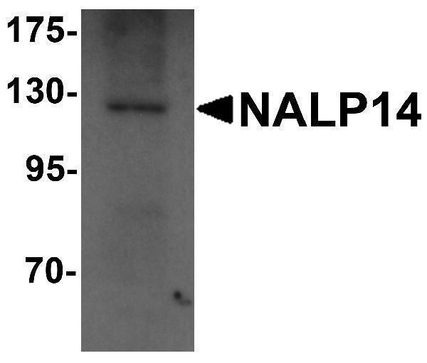 a11472 nlrp14 primary antibodies wb testing 1