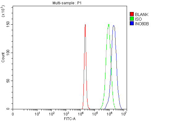  Flow Cytometry analysis of 293T cells using anti-INO80B antibody (A11475-1)