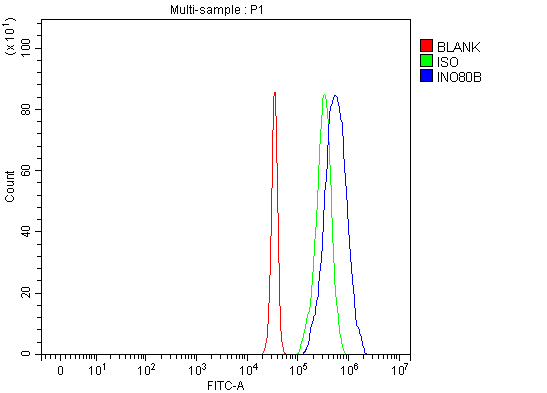  Flow Cytometry analysis of JK cells using anti-INO80B antibody (A11475-1)