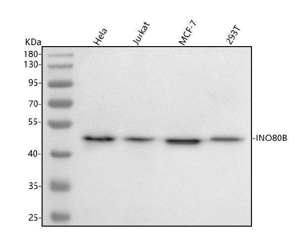  Western blot analysis of INO80B using anti-INO80B antibody (A11475-1)