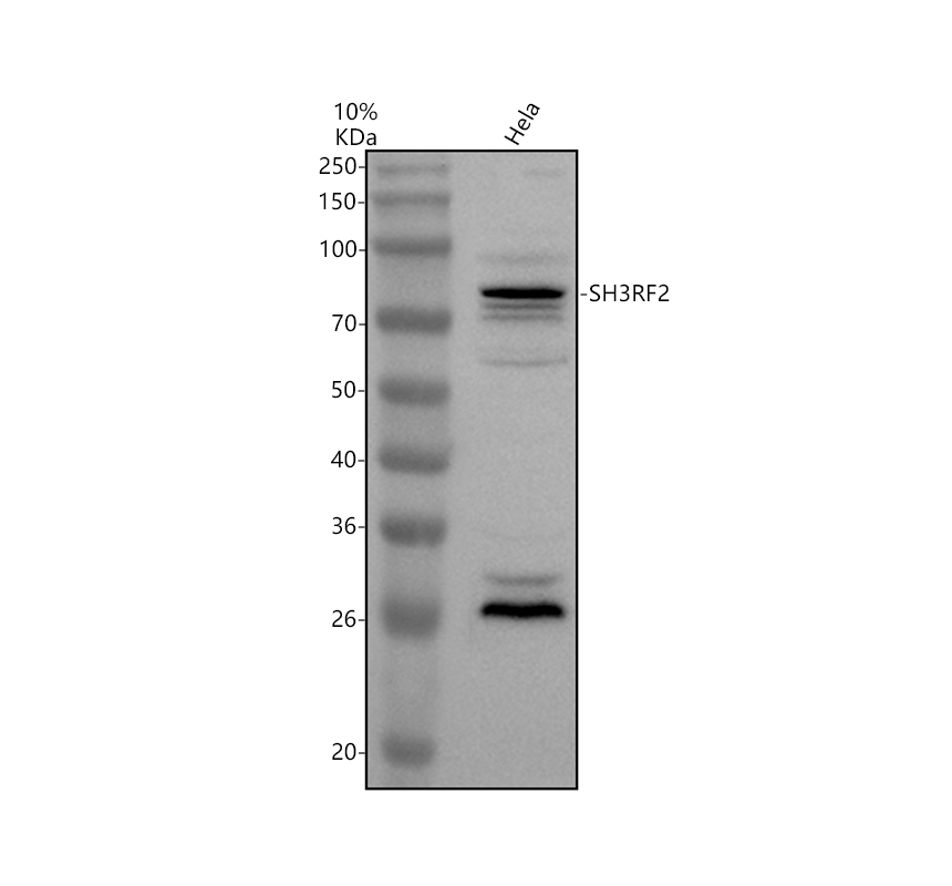 Western blot analysis of SH3RF2 using anti-SH3RF2 antibody (A11489-1)