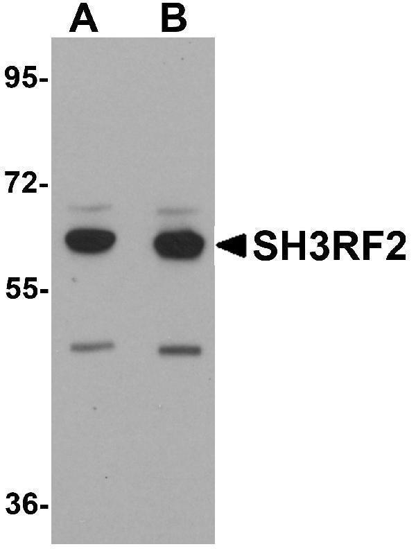 a11489 sh3rf2 primary antibodies wb testing 1