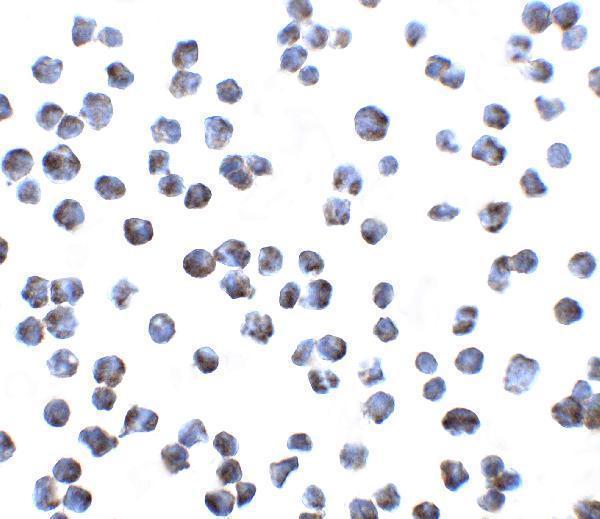 a11493 gpr15 primary antibodies icc testing 2