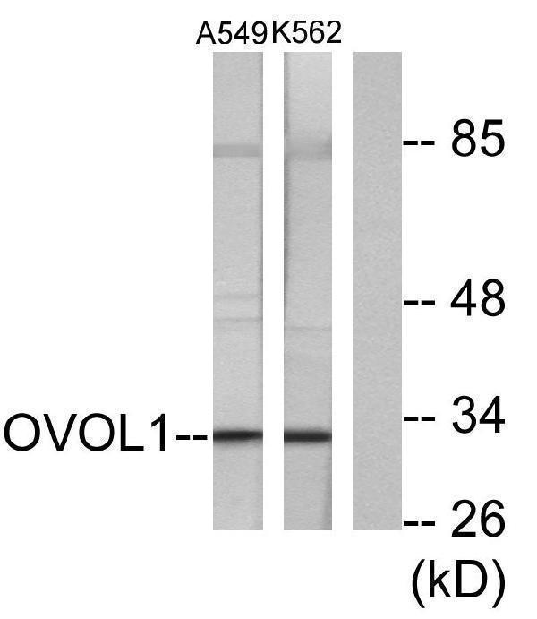 Western blot analysis of lysates from K562 and A549 cells, using OVOL1 Antibody