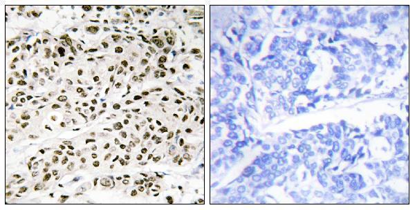 a11502 vps72 primary antibodies ihc testing 1