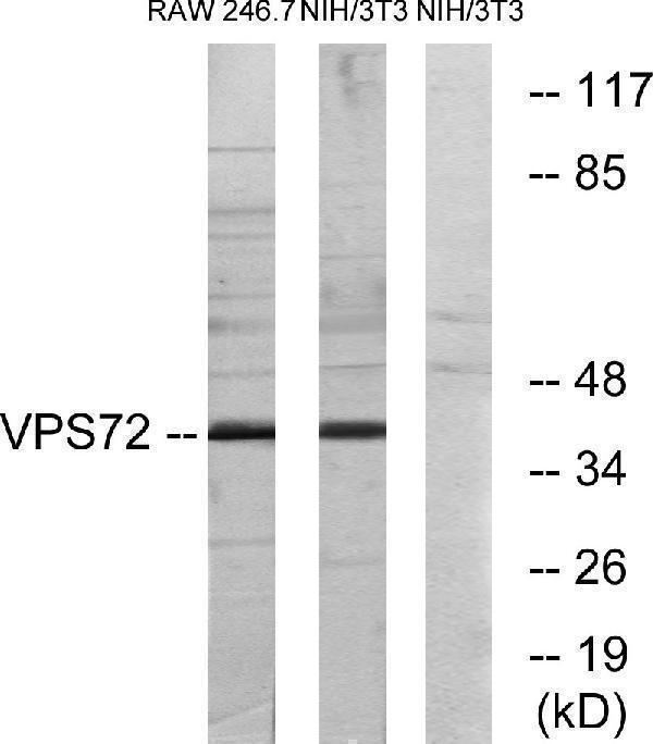 a11502 vps72 primary antibodies wb testing 2