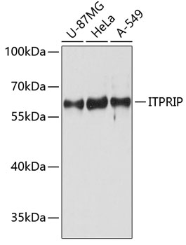 a11503 itprip primary antiboties wb testing 1