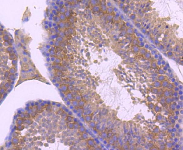 Immunohistochemical analysis of paraffin-embedded mouse testis tissue using anti-ZNRF2 antibody