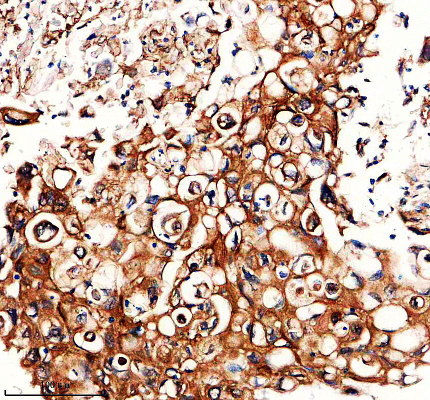 IHC analysis of MVB12A using anti-MVB12A antibody (A11506)