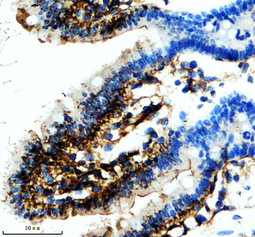 a11506 mvb12a primary antibodies ihc testing 3