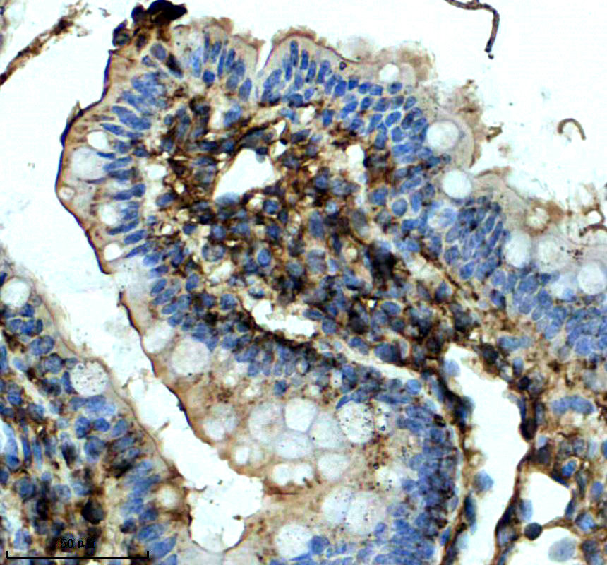 a11506 mvb12a primary antibodies ihc testing 4