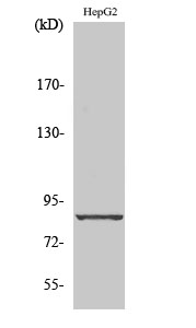 Western Blot analysis of various cells using Cadherin-19 Polyclonal Antibody diluted at 1:1000