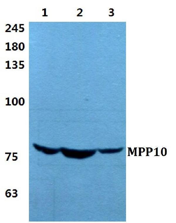 a11510 1 mphosph10 primary antiboties wb testing 1