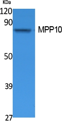 a11510 mphosph10 primary antibodyes wb testing 1