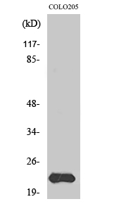 Western Blot (WB) analysis of specific cells using MRP-L40 Polyclonal antibody