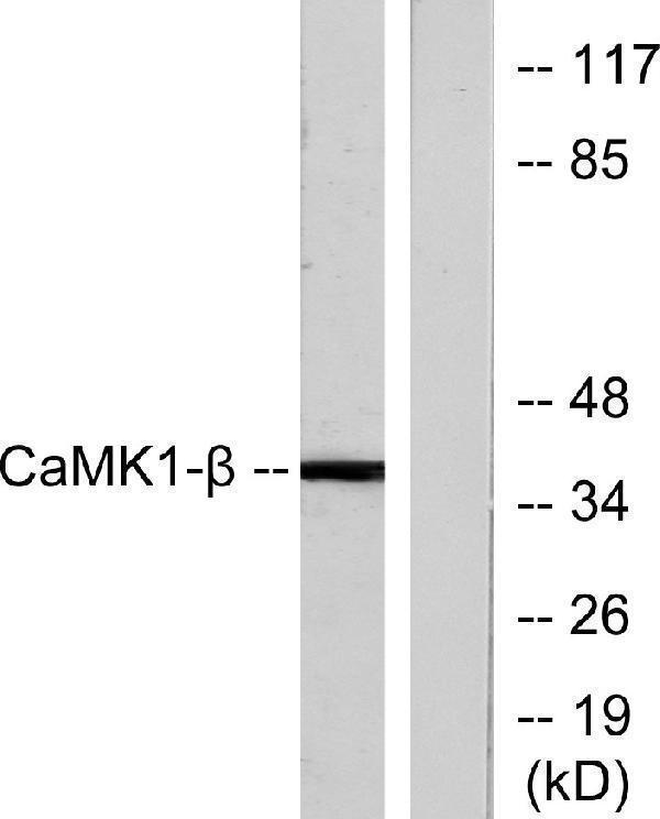 a11515 pnck primary antibodies wb testing 2