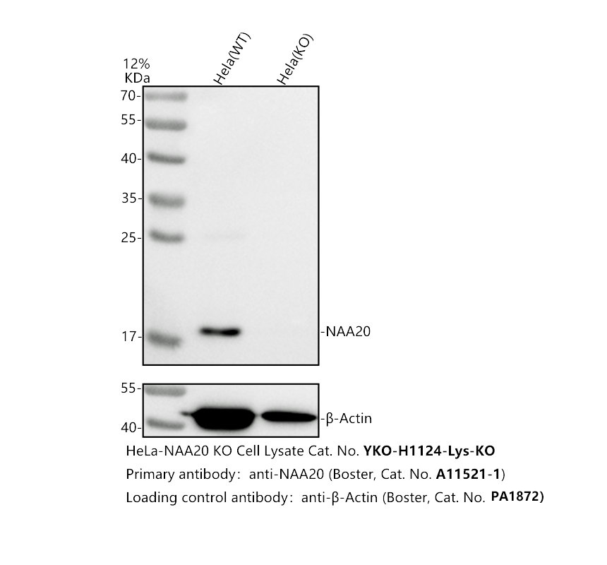 a11521 1 naa20 primary antibodies wb testing 2
