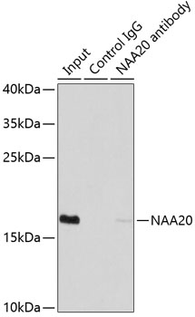 a11521 naa20 primary antiboties ip testing 4