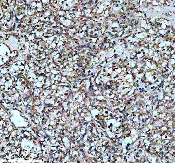 IHC analysis of SFXN1 using anti-SFXN1 antibody (A11524-1)