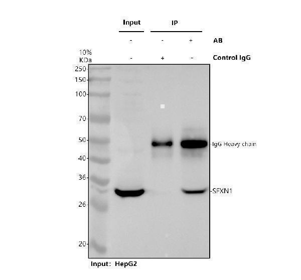 a11524 1 sfxn1 primary antibodies ip testing 1