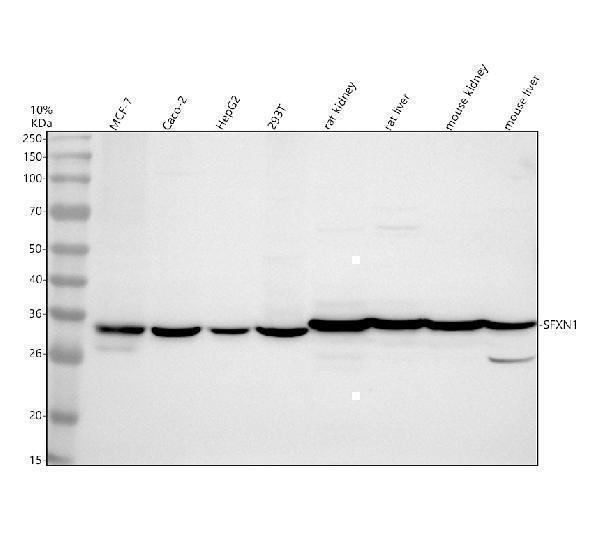 Western blot analysis of SFXN1 using anti-SFXN1 antibody (A11524-1)