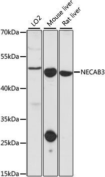 a11525 1 necab3 primary antiboties wb testing 1