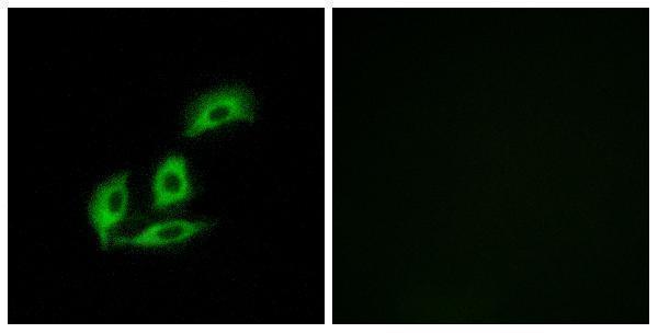 a11525 2 necab3 primary antibodies if testing 1