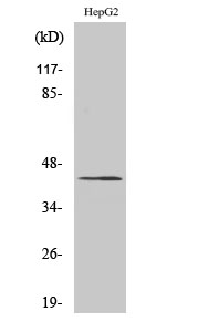 a11525 2 necab3 primary antibodies wb testing 2
