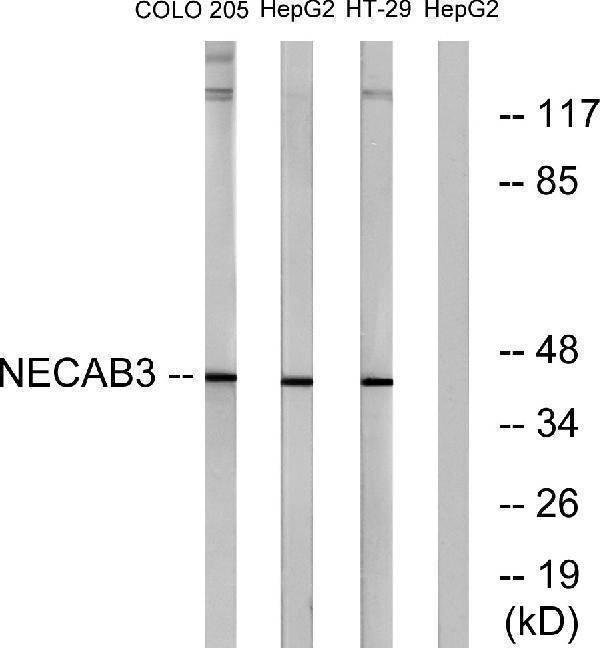a11525 2 necab3 primary antibodies wb testing 3
